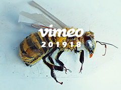 Vimeo STAFF PICKSٷ֤Ƶϼ2019